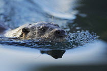 European river otter (Lutra lutra) close up of head, swimming, North Atlantic, Flatanger, Nord-Trndelag, Norway, August 2008