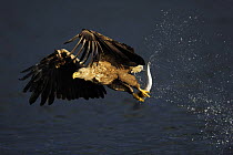 White tailed sea eagle (Haliaeetus albicilla) in flight with fish, Flatanger, Nord Trndelag, Norway, August 2008 WWE OUTDOOR EXHIBITION. WWE BOOK PLATE. PRESS IMAGE.