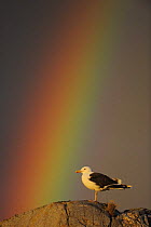 Greater black backed gull (Larus marinus) standing on rock with rainbow, North Atlantic, Flatanger, Nord-Trndelag, Norway, August 2008