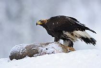 Golden eagle (Aquila chrysaetos) on deer carcass, Flatanger, Norway, November 2008