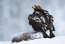 Golden eagle (Aquila chrysaetos) perched on deer carcass in snow, Flatanger, Norway, November 2008