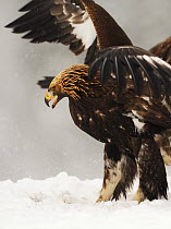 Golden eagle (Aquila chrysaetos) with wings out stretched in snow, Flatanger, Norway, November 2008