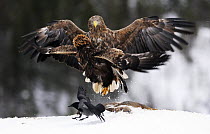 Golden eagle (Aquila chrysaetos) and White-tailed sea eagle (Haliaeetus albicilla) fighting over a deer carcass with a Hooded crow (Corvus corone cornix) nearby, Flatanger, Norway, November 2008