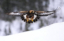 Golden eagle (Aquila chrysaetos) in flight over snow, Flatanger, Norway, November 2008 Wild Wonders kids book.