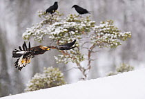 Golden eagle (Aquila chrysaetos) in flight with two Common ravens (Corvus corax) in tree behind, Flatanger, Norway, November 2008
