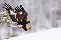 RF- Golden eagle (Aquila chrysaetos) landing in snow, Flatanger, Norway. November. (This image may be licensed either as rights managed or royalty free.)