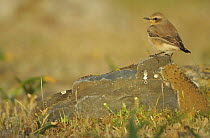 Wheatear (Oenanthe oenanthe) female perched on rock, La Serena, Extremadura, Spain, March 2009