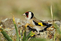 Goldfinch (Carduelis carduelis) with food in beak, La Serena, Extremadura, Spain, March 2009