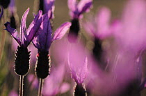 Close up of French / Spanish lavender (Lavandula stoechas) Monfrague National Park, Extremadura, Spain, March 2009