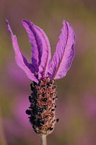 Close up of French / Spanish lavender (Lavandula stoechas) Monfrague National Park, Extremadura, Spain, March 2009