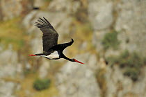 Black stork (Ciconia nigra) in flight, Monfrague National Park, Extremadura, Spain, March 2009