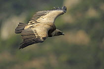 Griffon vulture (Gyps fulvus) in flight, Monfrague National Park, Extremadura, Spain, March 2009
