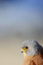 Lesser kestrel (Falco naumanni) portrait, La Serena, Extremadura, Spain, March 2009