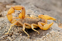 RF- Yellow scorpion (Buthus occitanus). La Serena, Extremadura, Spain. March. (This image may be licensed either as rights managed or royalty free.)