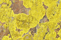 Lichen growing on rock, La Serena, Extremadura, Spain, March 2009