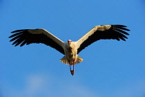 RF- White stork (Ciconia ciconia) in flight, La Serena, Extremadura, Spain. March. (This image may be licensed either as rights managed or royalty free.)