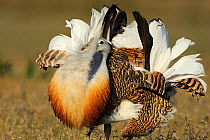 RF- Male Great bustard (Otis tarda) displaying, La Serena, Extremadura, Spain. April. (This image may be licensed either as rights managed or royalty free.)