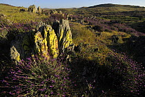 Flowering French / Spanish lavender (Lavandula stoechas) growing in rock strewn landscape, La Serena, Extremadura, Spain, April 2009