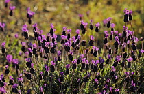 Flowering French / Spanish lavender (Lavandula stoechas) La Serena, Extremadura, Spain, April 2009
