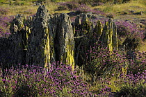 Rocks sticking out of the ground surrounded by flowering French / Spanish lavender (Lavandula stoechas) La Serena, Extremadura, Spain, April 2009