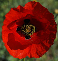 Close up of Poppy flower, La Serena, Extremadura, Spain, April 2009