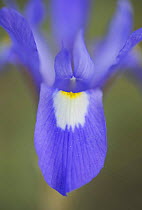 Close up of Barbary nut (Iris sisyrinchium) flower, Los Barruecos de Caceres, Extremadura, Spain, April 2009