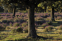 French / Spanish lavender (Lavandula stoechas) in flower under Holm oak trees (Quercus ilex rotundifolia) in dehesa landscape, Monfrague National Park, Extremadura, Spain, April 2009