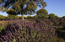 French / Spanish lavender (Lavandula stoechas) in flower with Holm oak (Quercus ilex rotundifolia) trees in dehesa landscape, Monfrague National Park, Extremadura, Spain, April 2009