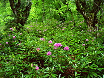 Flowering Rhododendron in old growth forest, Borjomi Kharagauli National Park, Georgia, May 2008