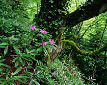Flowering Rhododendron in old growth forest, Borjomi Kharagauli National Park, Georgia, May 2008