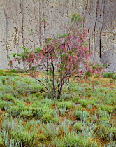 Flowering Tamarisk tree (Tamarix sp) in the Badlands, Vashlovani National Park, Georgia, May 2008