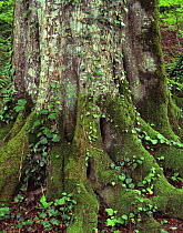 Old Beech tree (Fagus sp) trunk, Lagodekhi National Park, Georgia, May 2008