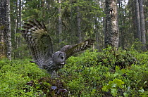 Great grey owl (Strix nebulosa) landing on ground of boreal forest, Northern Oulu, Finland, June 2008