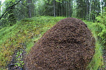 Large Wood ant {Formic rufa} nest in boreal forest, Northern Oulu, Finland, June 2008