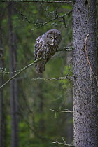 Great grey owl (Strix nebulosa) perched on small branch, Northern Oulu forest, Finland, June 2008