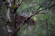 Great grey owl (Strix nebulosa) sitting on nest, Northern Oulu, Finland, June 2008