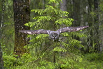 Great grey owl (Strix nebulosa) in flight in boreal forest,  Northern Oulu, Finland, June 2008