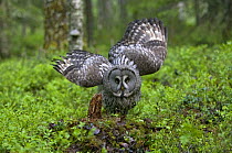 Great grey owl (Strix nebulosa) on ground with wings partially open, Northern Oulu, Finland, June 2008
