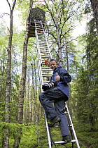 Photographer Peter Cairns climbing ladder up to hide to photograph Great grey owls (Strix nebulosa) in boreal forest, Northern Oulu, Finland, June 2008
