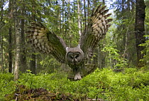 Great grey owl (strix nebulosa) in flight in boreal forest, Northern Oulu, Finland, June 2008