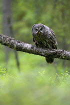 Great grey owl (Strix nebulosa) perched on branch, boreal forest, Northern Oulu, Finland, June 2008