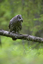 Great grey owl (Strix nebulosa) perched on branch in boreal forest with rodent prey, Northern Oulu, Finland, June 2008