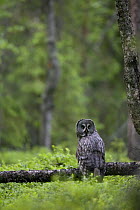 Great grey owl (Strix nebulosa) perched in boreal forest, Northern Oulu, Finland, June 2008