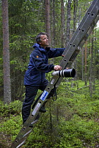 Photographer Peter Cairns climbing ladder to photograph Great grey owl (Strix nebulosa) in boreal forest, Northern Oulu, Finland, June 2008