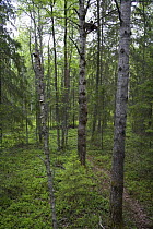 Great grey owl (Strix nebulosa) nest in boreal forest, Northern Oulu, Finland, June 2008