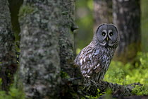 Great grey owl (Strix nebulosa) perched at base of tree, boreal forest, Northern Oulu, Finland, June 2008
