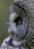 Great grey owl (Strix nebulosa) close-up of head, Northern Oulu, Finland, June 2008 UNAVAILABLE FOR COMMERCIAL USE WITHOUT PRIOR CONSENT