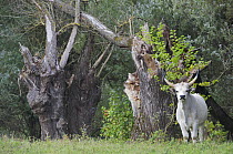 Hungarian grey cattle standing near tree stumps, Mohacs, Bda-Karapancsa, Duna Drava NP, Hungary, September 2008