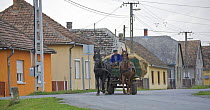 Horse carriage transporting hay, Mohacs, Béda-Karapancsa, Duna Drava NP, Hungary, September 2008