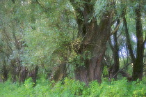Riverine forest willow trees, Mohacs, Béda-Karapancsa, Duna Drava NP, Hungary, September 2008